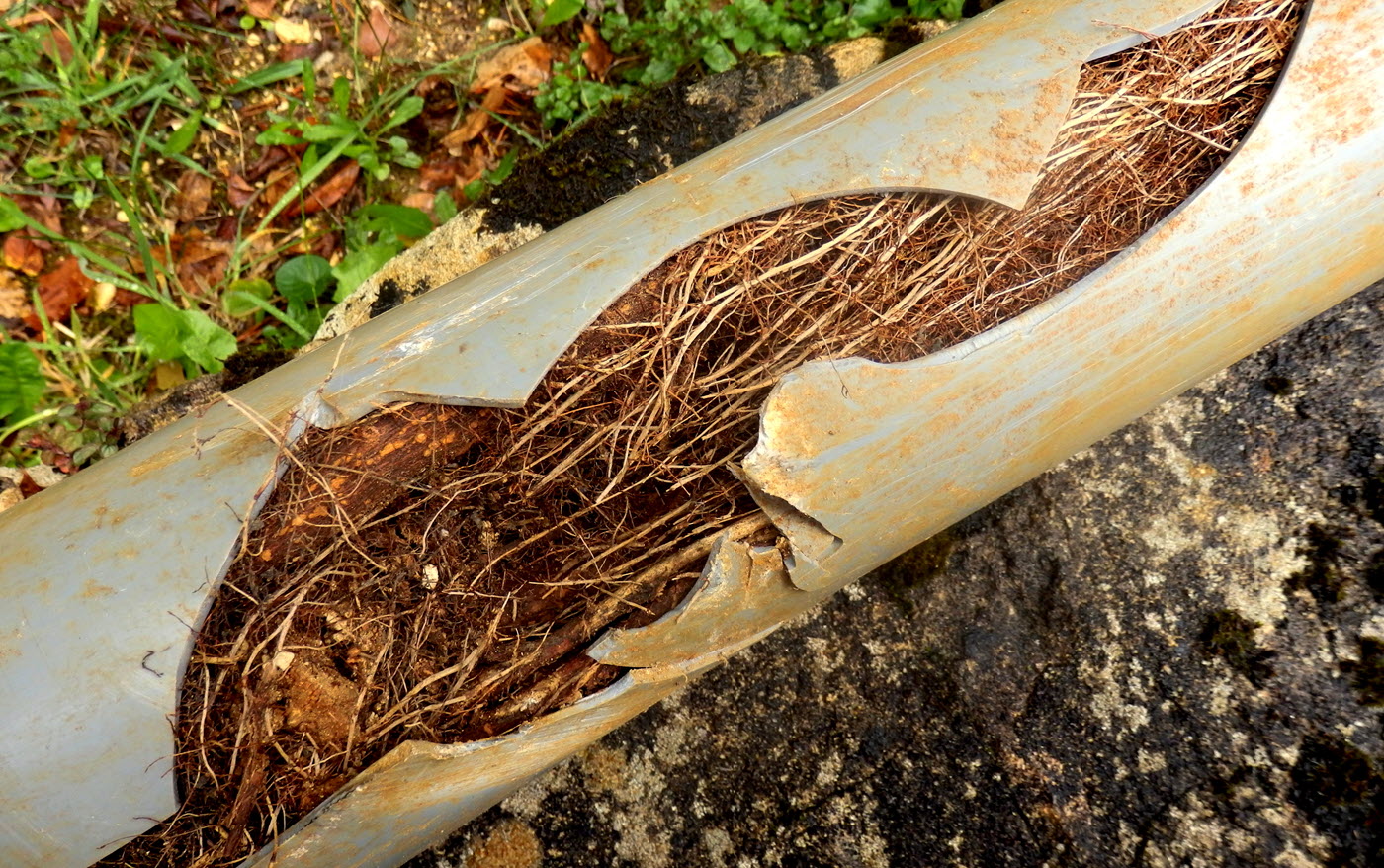 Sewer Lines Tree Root Brute Contracting Sewer Lines Tree Root